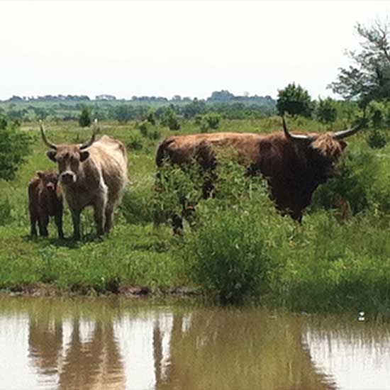 Simon the bull, on the right, along with Nutmeg and her calf.